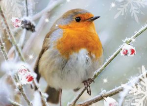 Make a Card - Share a Smile -Robin in the snow
