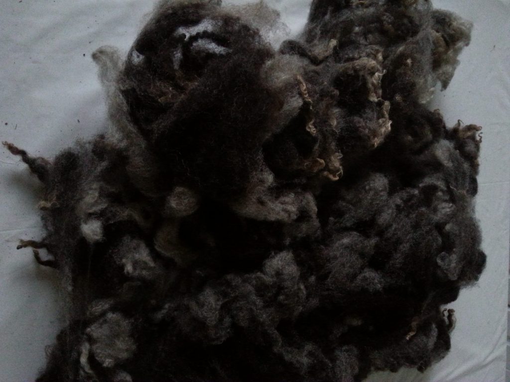Washed coloured Shetland fleece