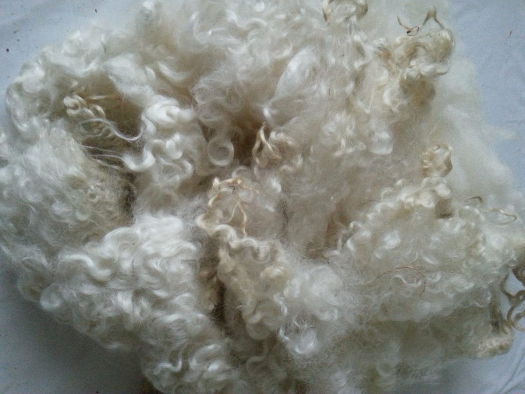 Washed Leicester Longwool fleece
